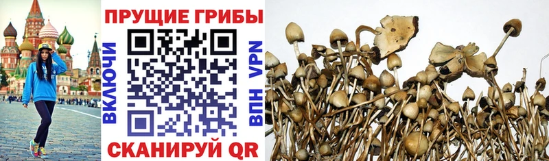 Псилоцибиновые грибы Psilocybe  Купить где  Ардон 